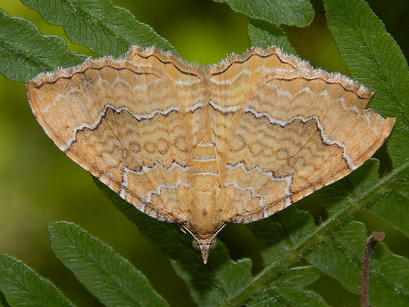 Geometridae da confermare e ID